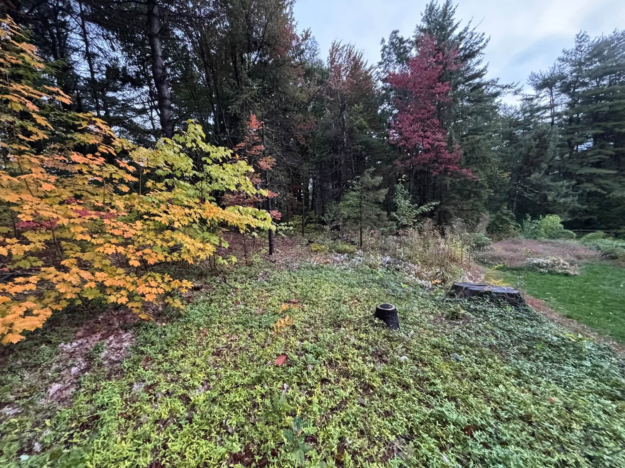 Overgrown brush and vegetation before land clearing — Princeton, MA